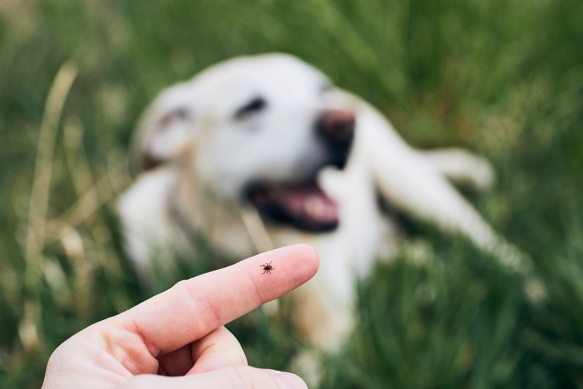 Forebyggelse af flåter hos hunde